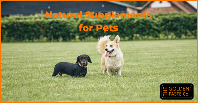 Natural Supplements for Pets
