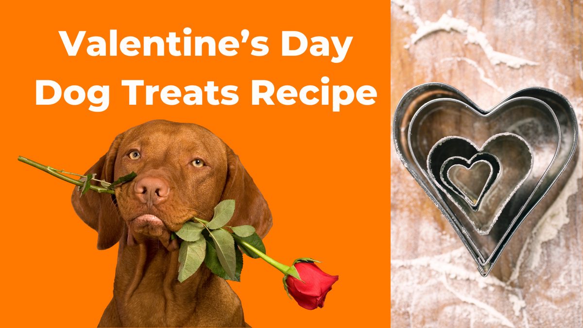 Valentines Day Dog Treats The Golden Paste Company