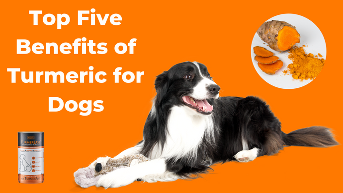 Top Five Benefits of Turmeric for Dogs by Dr Tom Shurlock of The Golden Paste Company