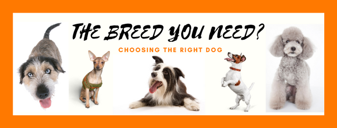 The breed you need?