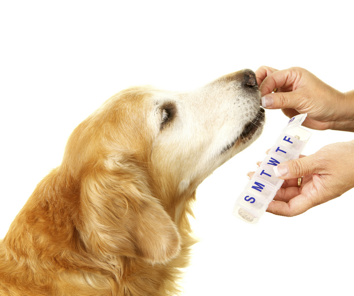 Dog's Health with Daily Supplements: Vitamins Your Dog Needs