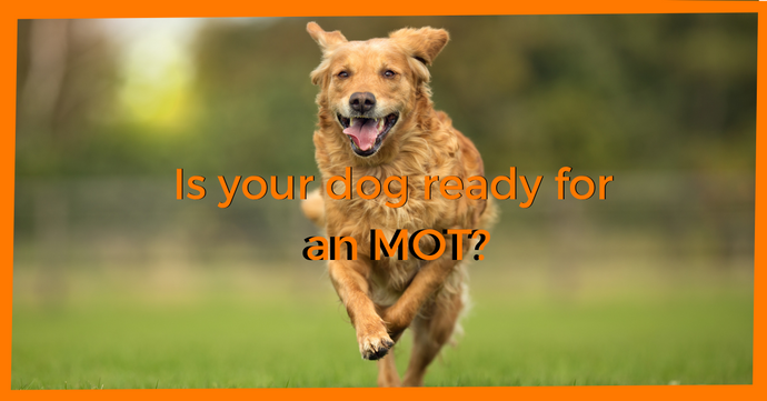 Is Your Dog Ready for an MOT?