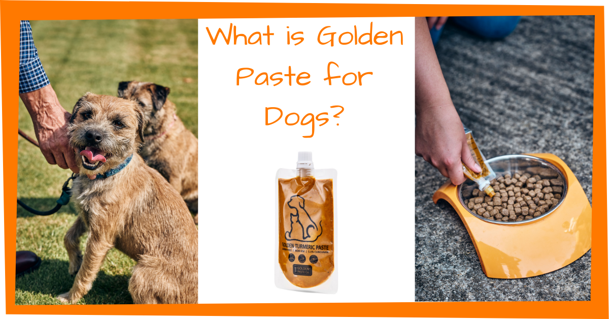 Golden Paste for Dogs The Golden Paste Company