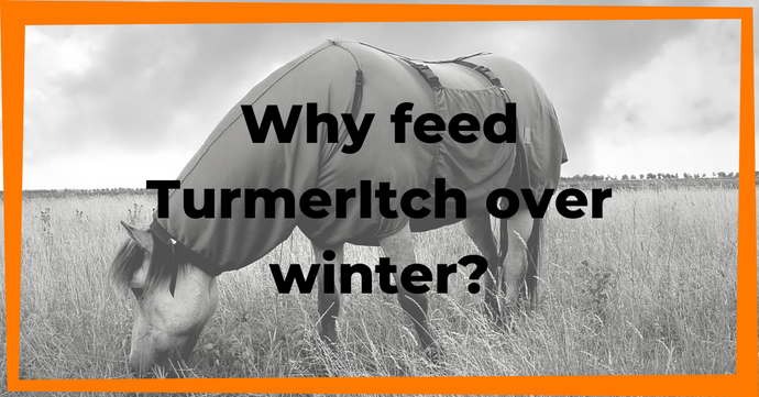TurmerItch: Not just for Summer!