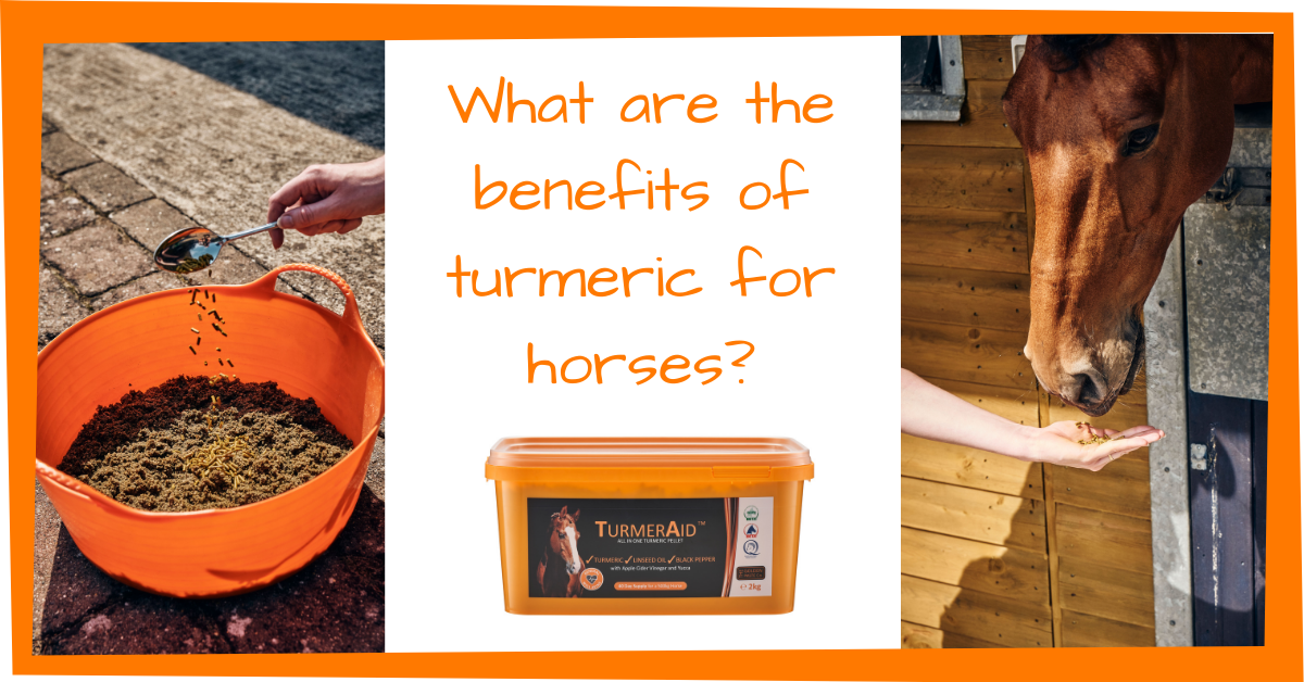Turmeric Benefits for Horses The Golden Paste Company