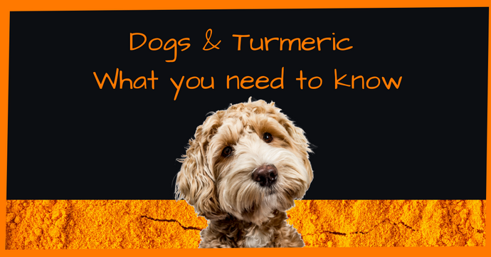 Dogs & Turmeric – What You Need To Know