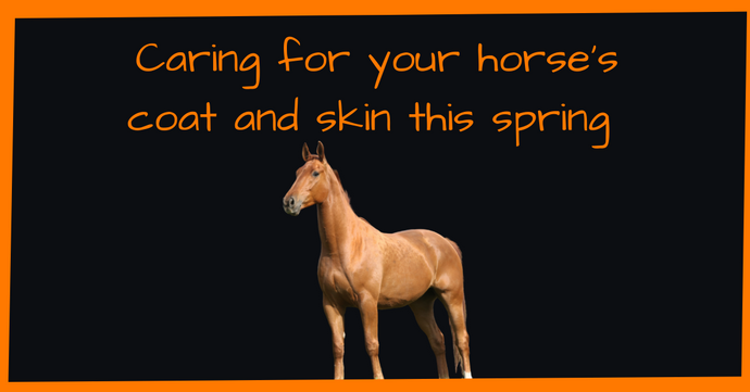 Caring For Your Horse's Coat And Skin This Spring