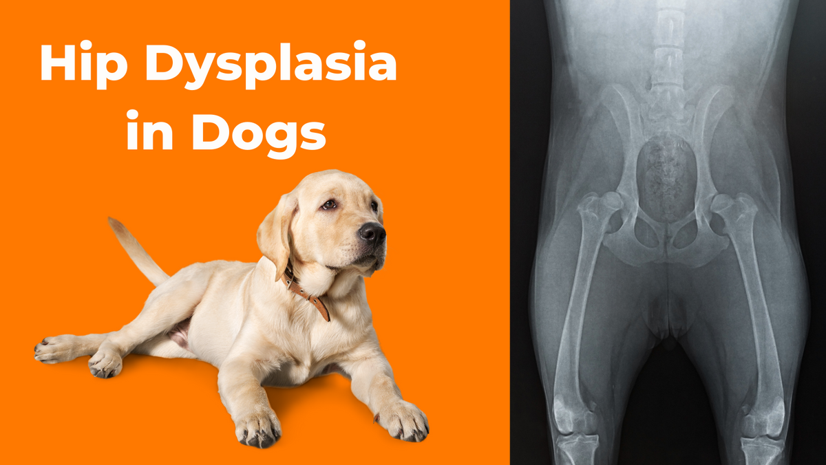 Cortisone shot hot sale dog hip dysplasia