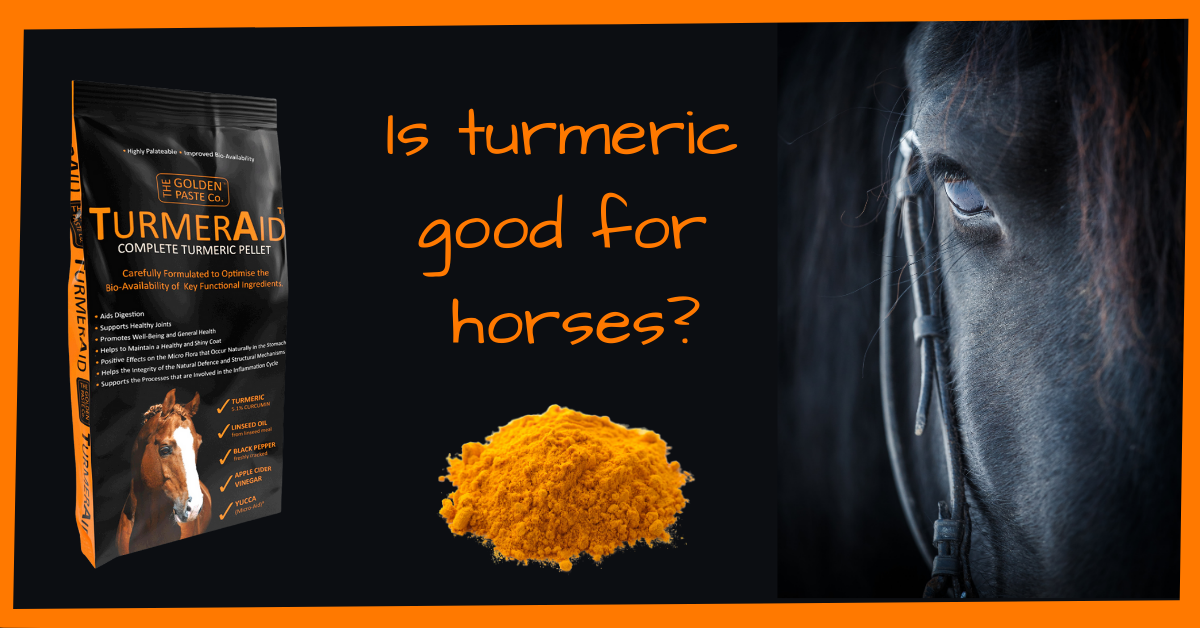 Is turmeric good for horses? The Golden Paste Company