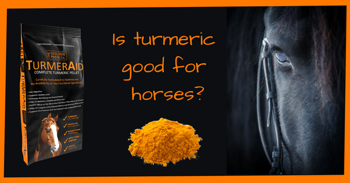 Is turmeric good for horses?