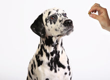 Load image into Gallery viewer, TurmerEase™ Pet Supplement - The Golden Paste Company