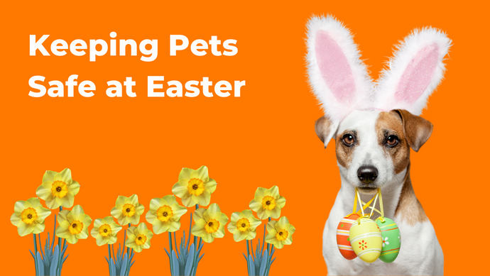 Keeping Pets Safe at Easter