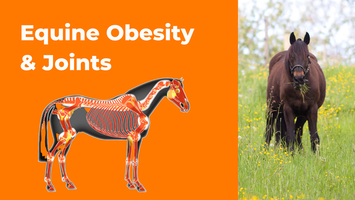 Equine Obesity & Joints