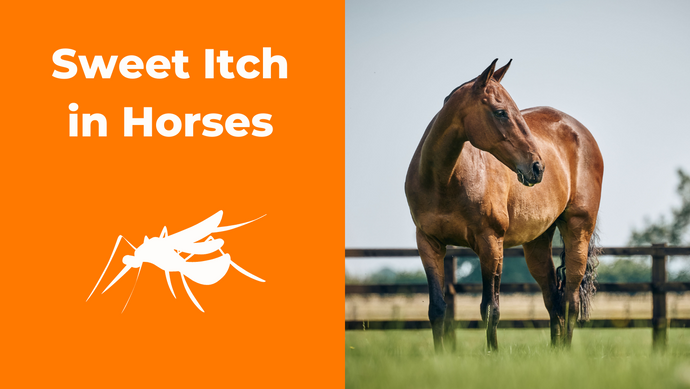 Sweet Itch in Horses