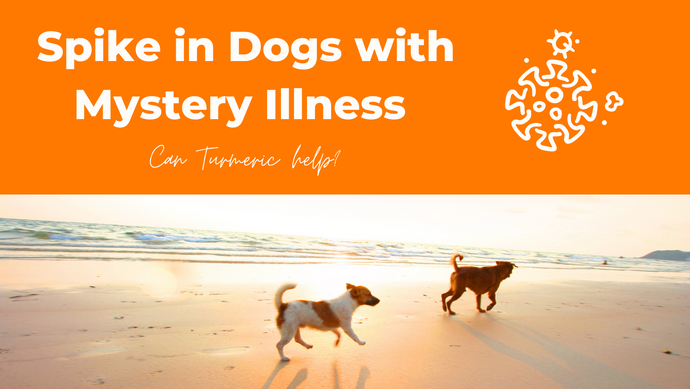 Spike in Dogs with Mystery Illness – Can Turmeric Help?