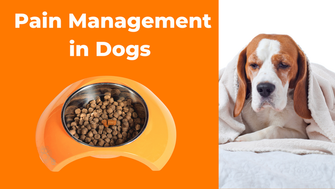 Pain Management in Dogs