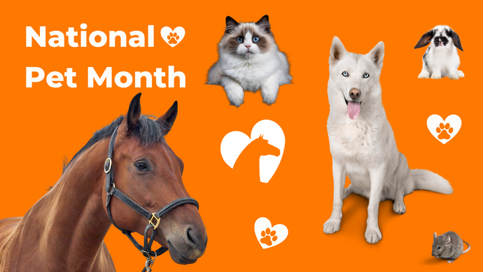 Let’s Celebrate National Pet Month!