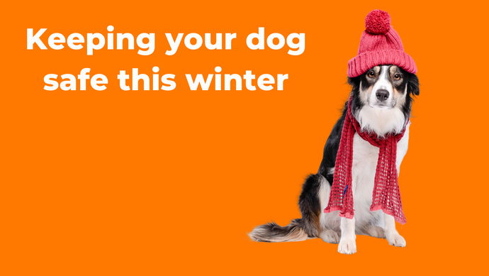 Keeping your dog safe this winter
