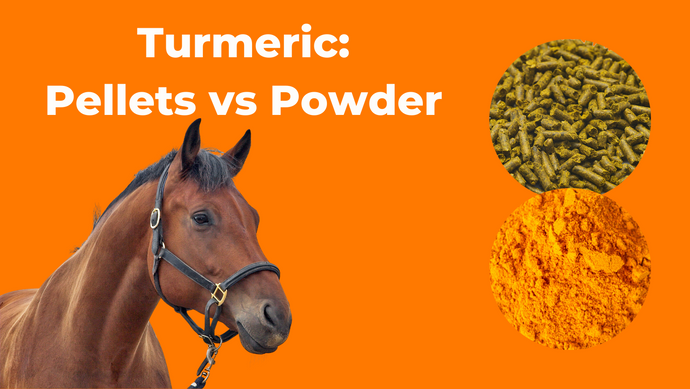 Turmeric: Pellets vs Powder
