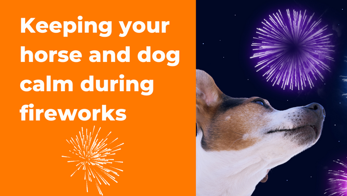 Keeping Your Horse and Dog Calm During Bonfire Season