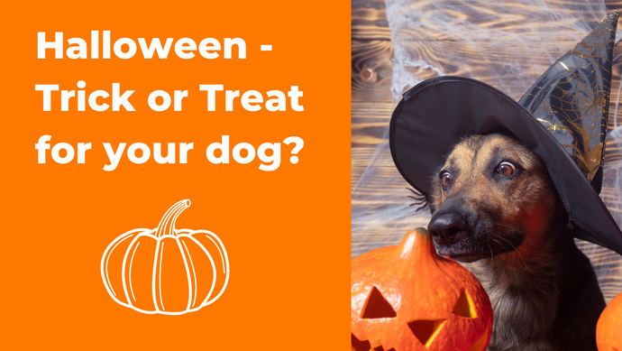 It’s Halloween Time - But is it a Trick or Treat for your Dog?