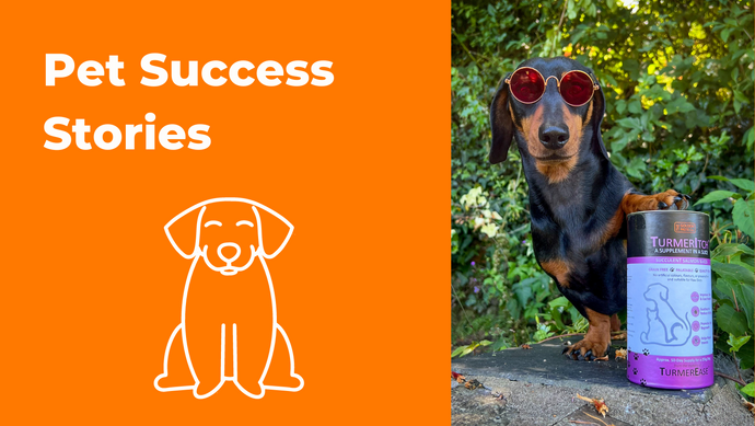 Pet Success Stories