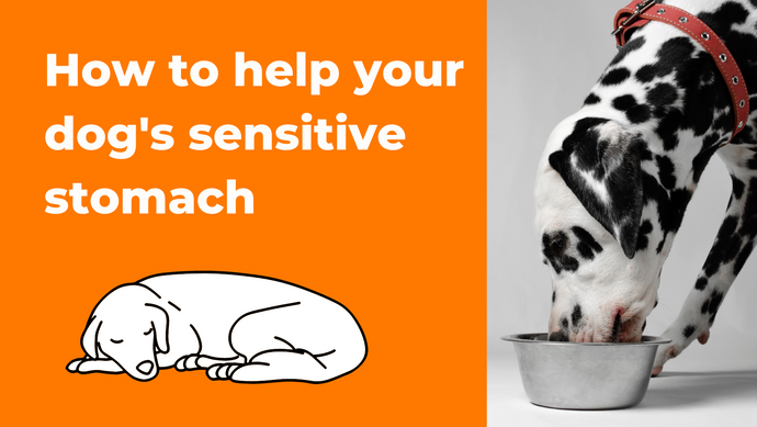 How To Help Your Dog’s Sensitive Stomach