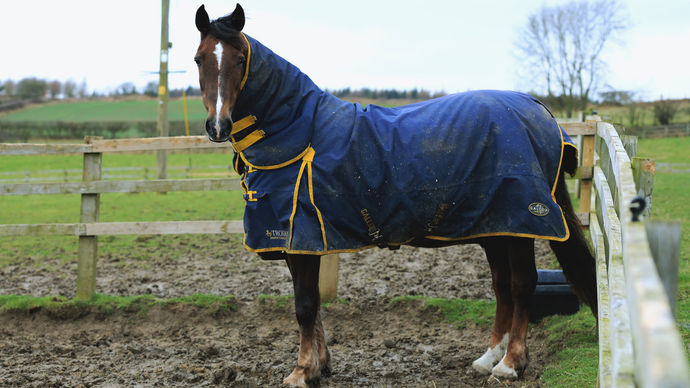 Turmeric: Winter Support for your Horse