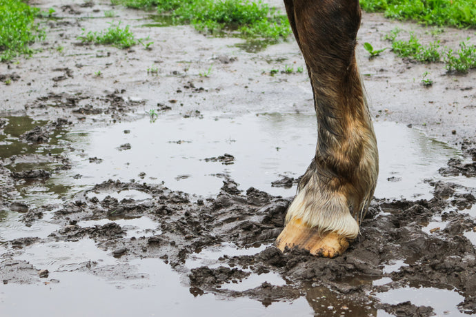 Tackling Mud Fever: From Understanding to Nutrition