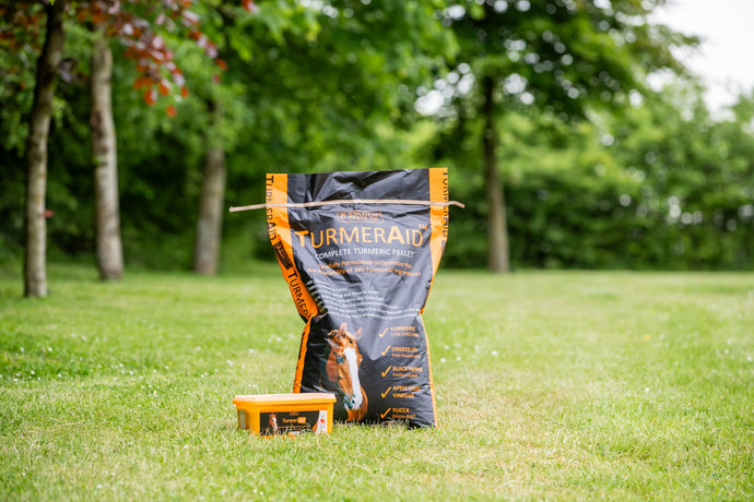 Seasonal Equine Supplements | 5 Reasons to Add TurmerAid to your Horse’s Diet