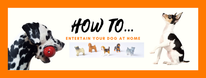 How to Entertain Your Dog at Home