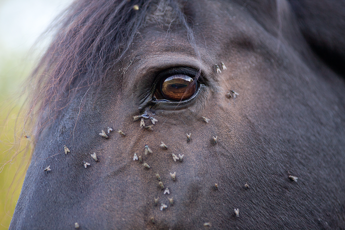 Sweet Itch Management: How To Manage Sweet Itch In Horses