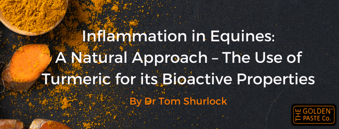 Inflammation in Equines: A Natural Approach – The Use of Turmeric for its Bioactive Properties - By Dr Tom Shurlock