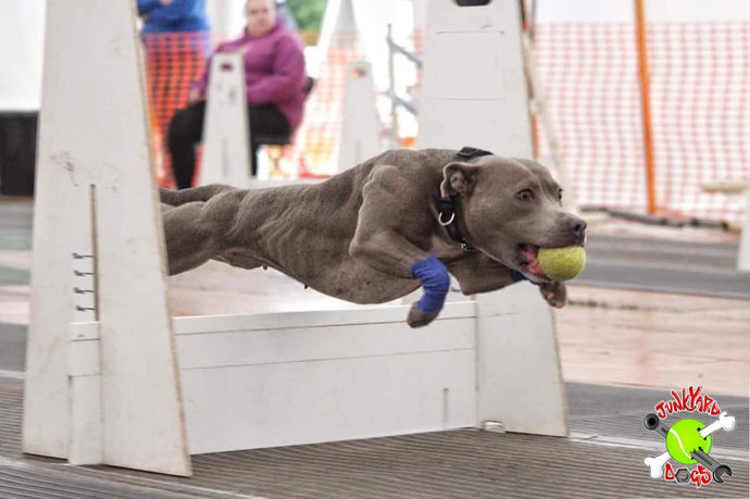 Junkyard Dogs Flyball Team Secure Support from The Golden Paste Company