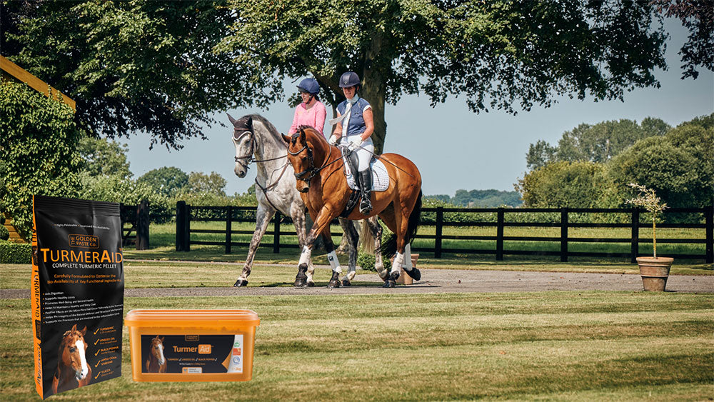 Benefits of Turmeric For Horses The Golden Paste Company