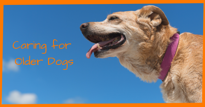 Caring for Older Dogs