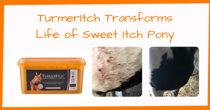 TurmerItch Transforms Life of Sweet Itch Pony