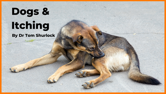 Dogs & Itching - By Dr Tom Shurlock