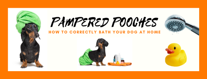Pampering Pooches at Home – How to Correctly Bath Your Dog