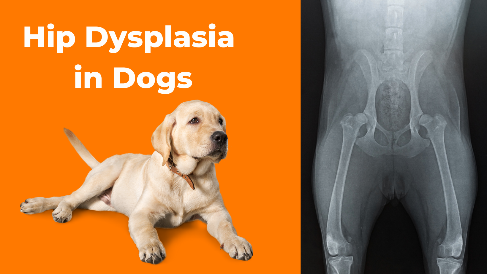 Golden retriever hip dysplasia treatment cheap