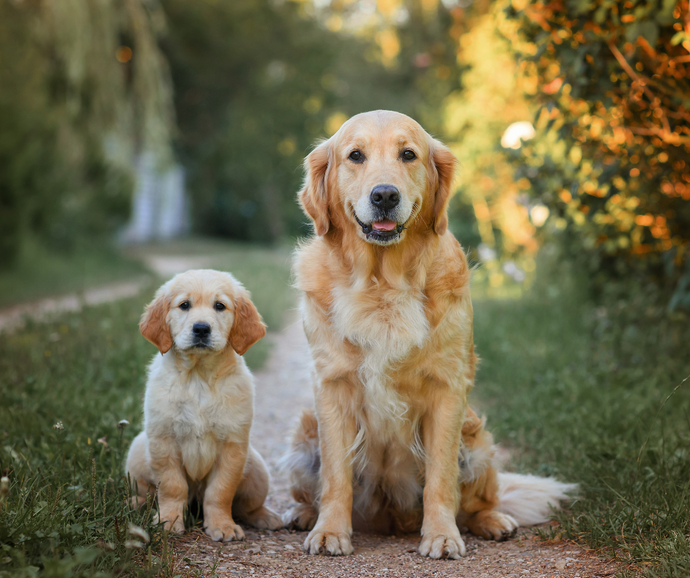 Life Cycle of a Dog: When Is A Dog An Adult?