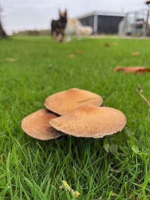 Are Mushrooms Dangerous for Dogs? Symptoms, Safe Types and What to Do