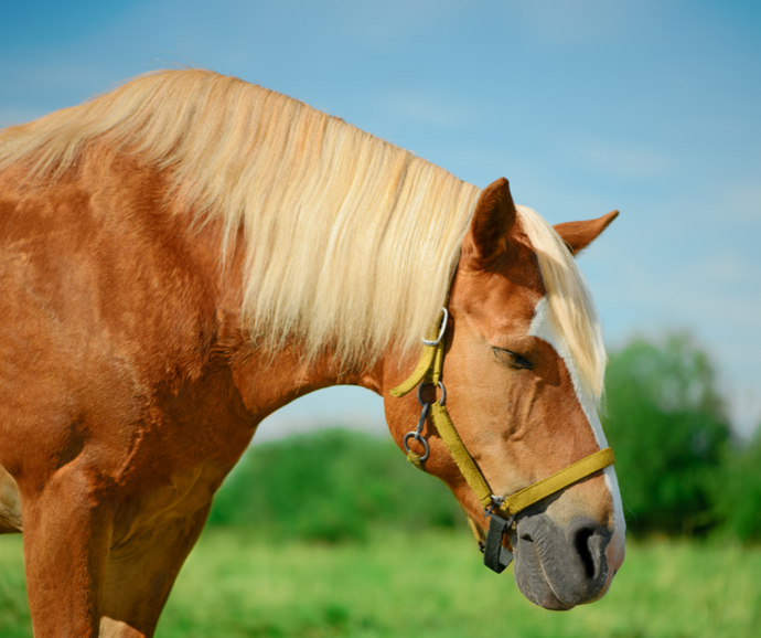 Horse Sleeping: Why Do Horses Sleep Standing Up?