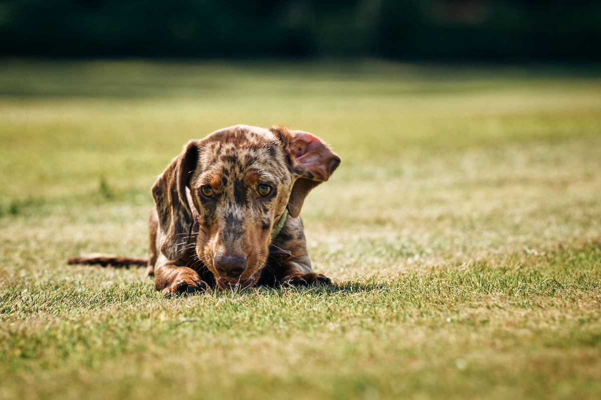 Turmeric for Dogs & Cats The Golden Paste Company