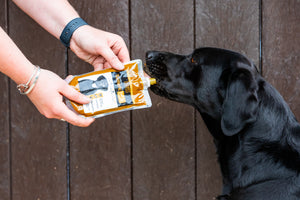 Turmeric Golden Paste for Dogs - The Golden Paste Company